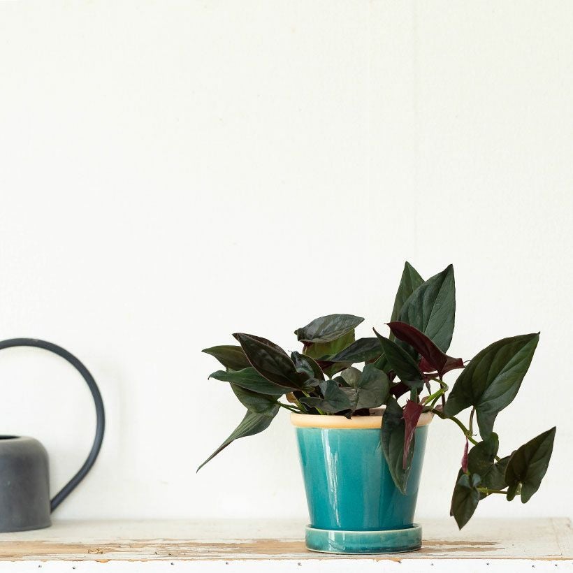 オールシーズンアデニウム チョコ 鉢植え C ＋ V2ハックB-13鉢植え 黒色（ダークグリーン）シンゴニウム「チョコレート」育て方付き