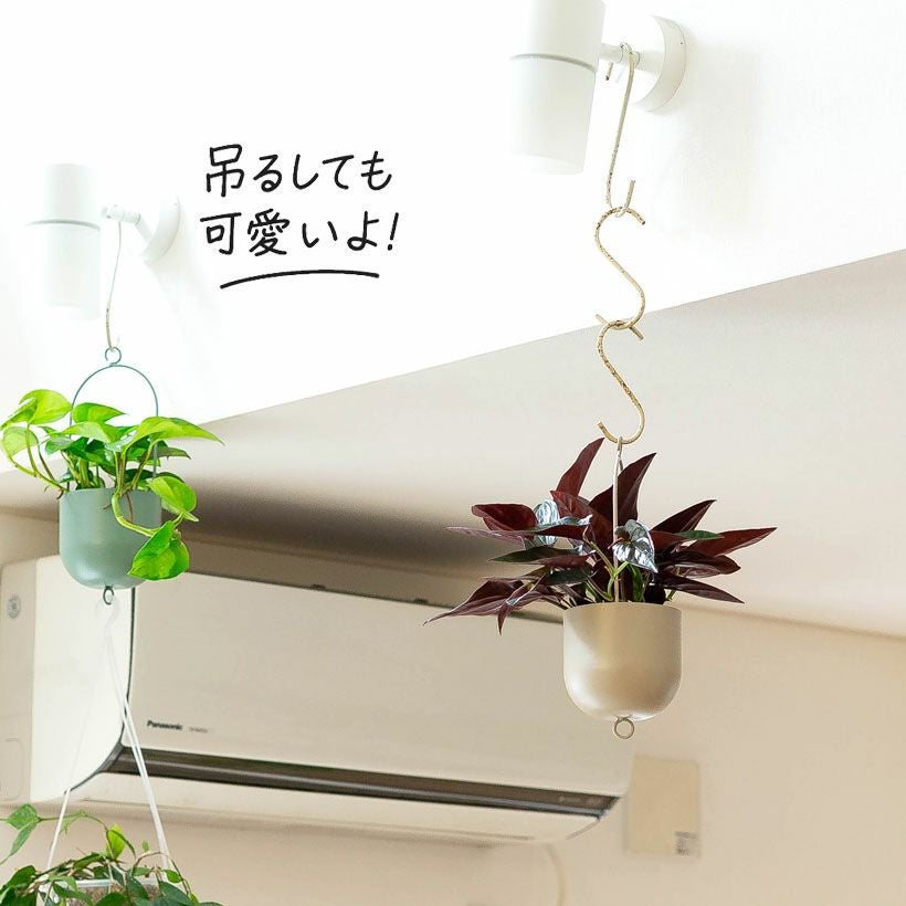 オールシーズンアデニウム チョコ 鉢植え C ＋ V2ハックB-13鉢植え 黒色（ダークグリーン）シンゴニウム「チョコレート」育て方付き