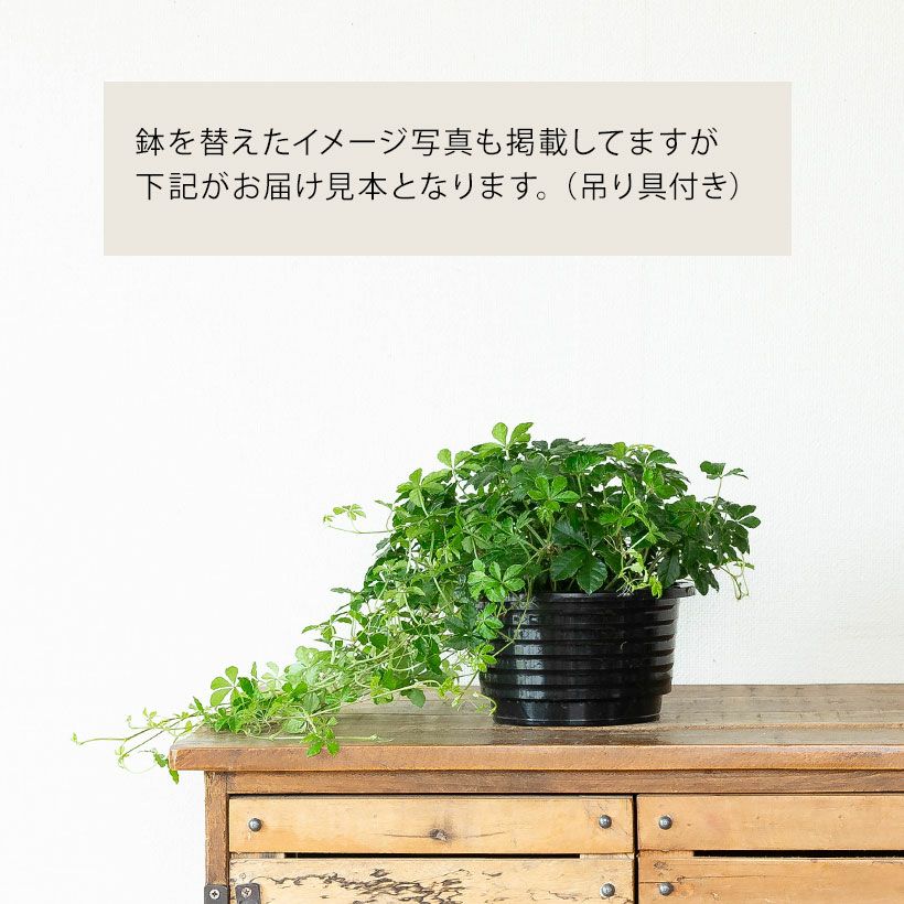 ハンギング観葉植物：パルテノシッサスシュガーバイン（吊り鉢）