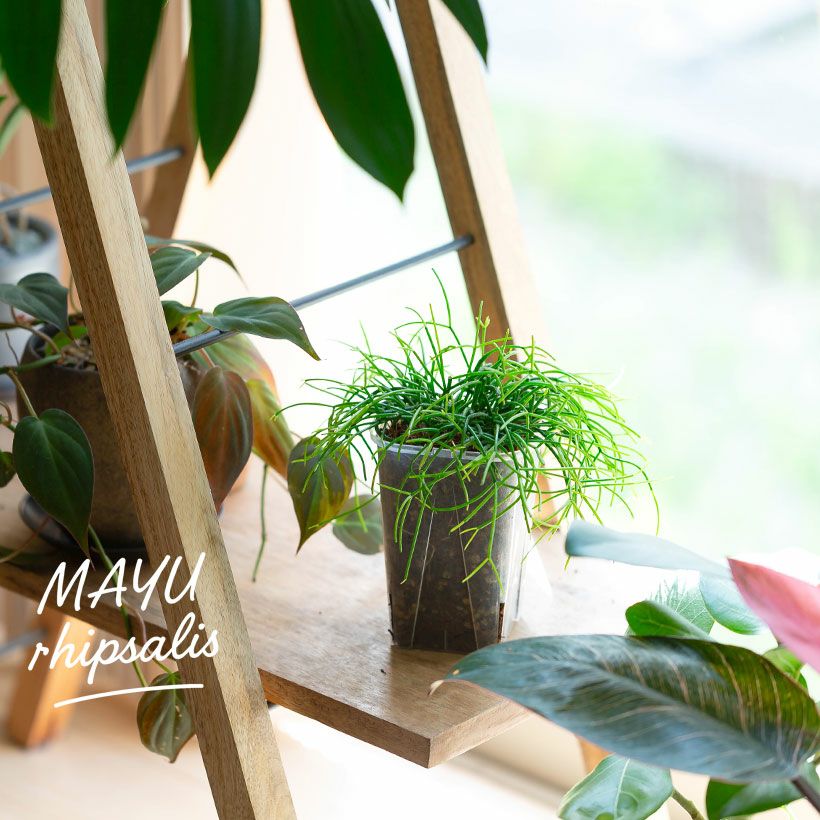 ネコチップで植えたリプサリス（まゆさりす）in根が見える