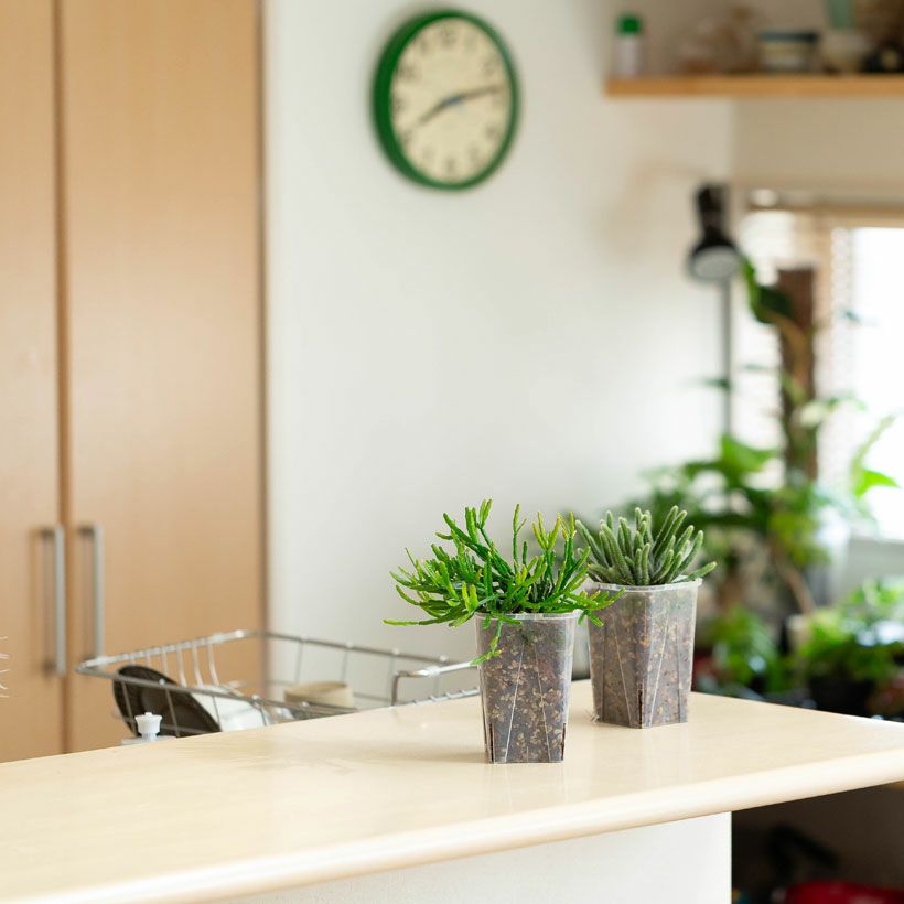 ネコチップで植えたリプサリス（まゆさりす）in根が見える