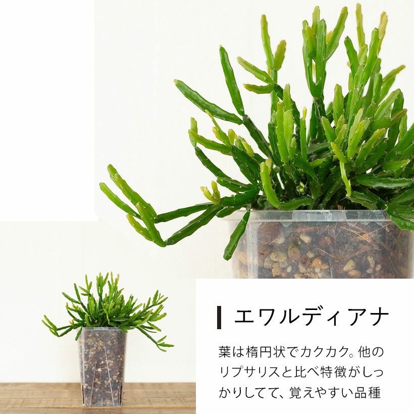 ネコチップで植えたリプサリス（まゆさりす）in根が見える