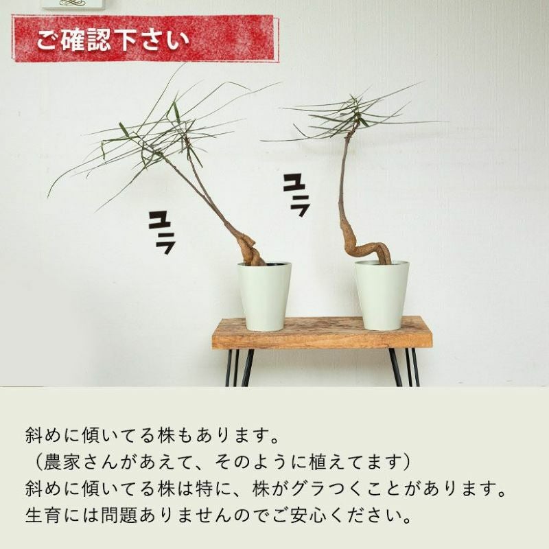 ブラキチトンポプルネウス育て方付き！太った幹が面白い｜e-花屋さん