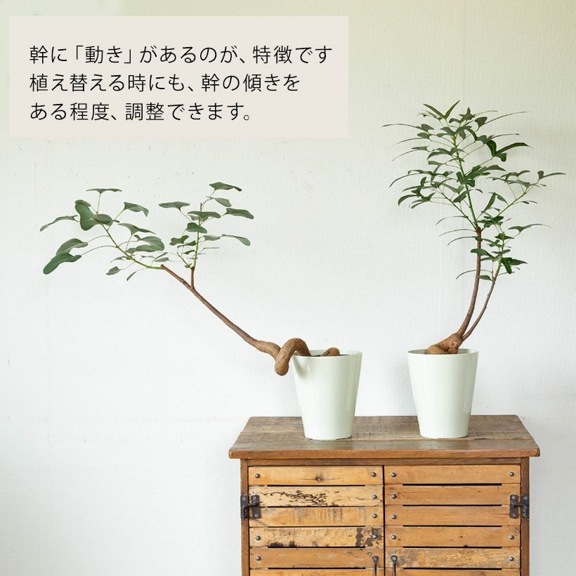 ブラキチトンポプルネウス育て方付き！太った幹が面白い｜e-花屋さん