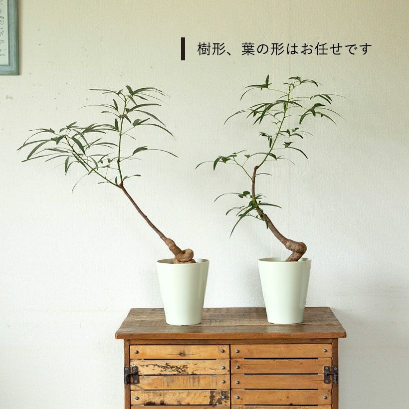 ブラキチトンポプルネウス育て方付き！太った幹が面白い｜e-花屋さん