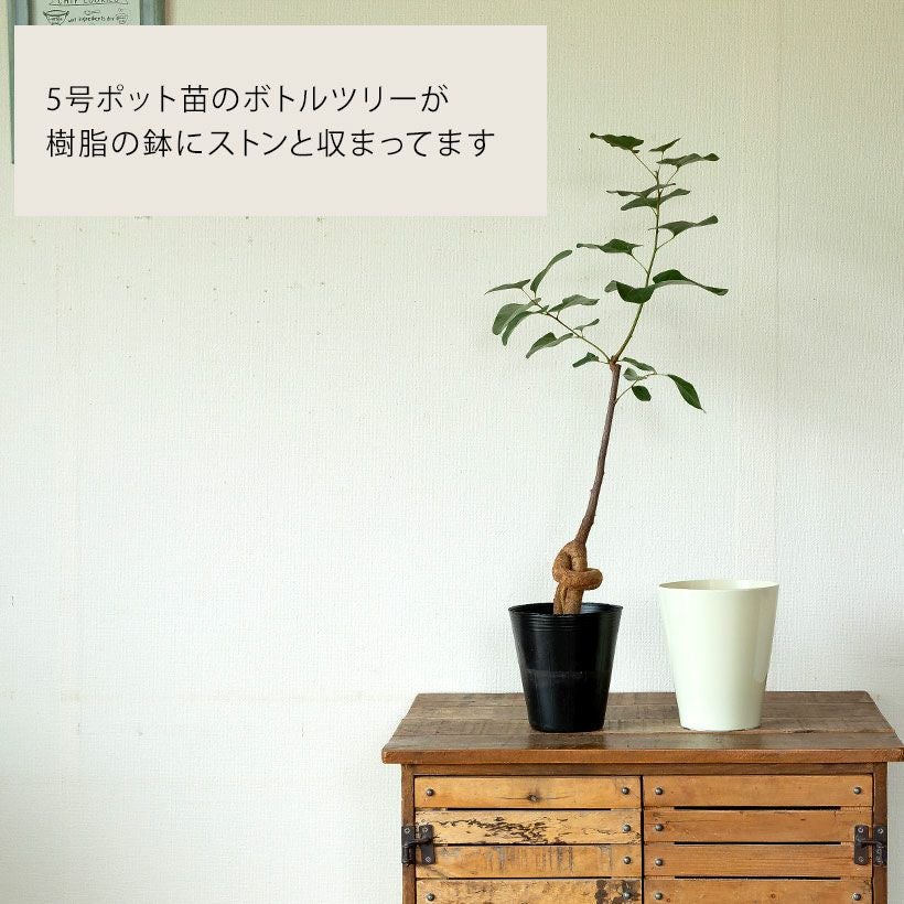 ブラキチトンポプルネウス育て方付き！太った幹が面白い｜e-花屋さん