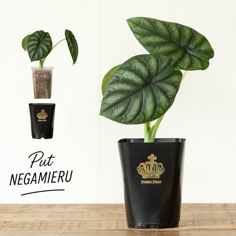 ネオプット（ネガミエルスリット鉢カバー）浅岡園芸・花森家開発