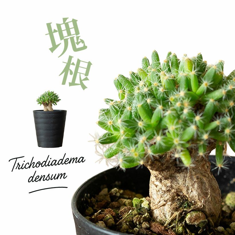 トリコディアデマ紫晃星デンサム｜小さく盆栽みたいな塊根多肉植物