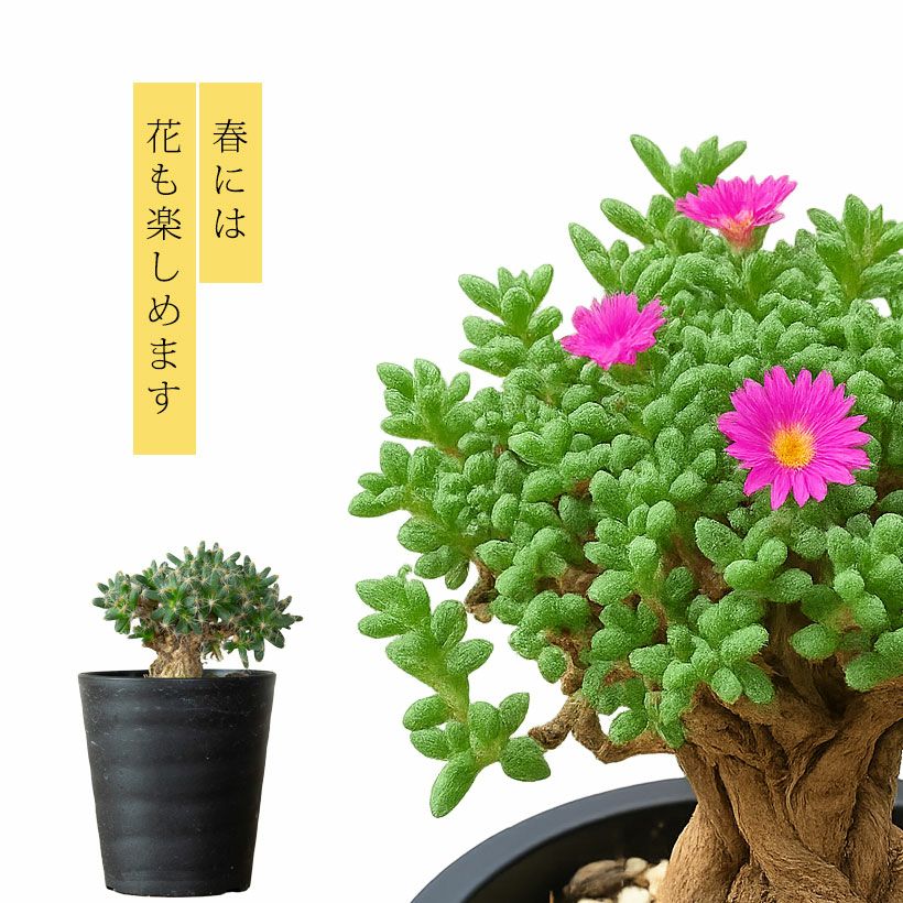 トリコディアデマ紫晃星デンサム｜小さく盆栽みたいな塊根多肉植物
