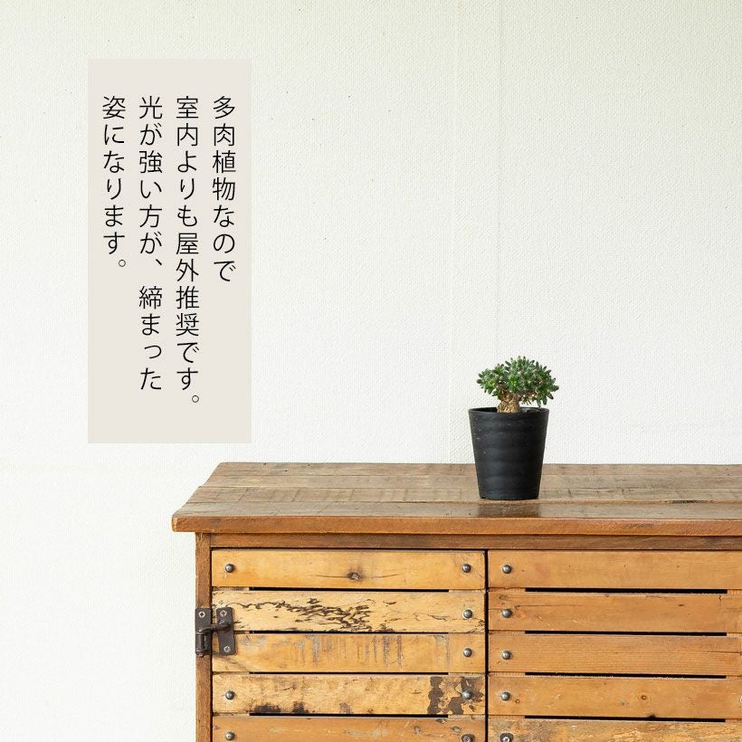 トリコディアデマ紫晃星デンサム｜小さく盆栽みたいな塊根多肉植物