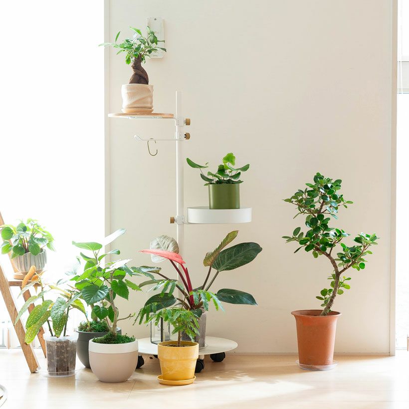 パンダガジュマル「幹曲がり」盆栽風仕立て