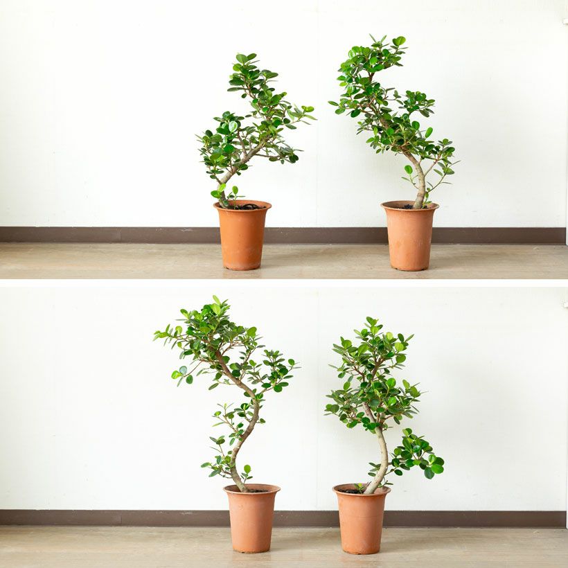 000000009529-06.jpg?size=l&w=