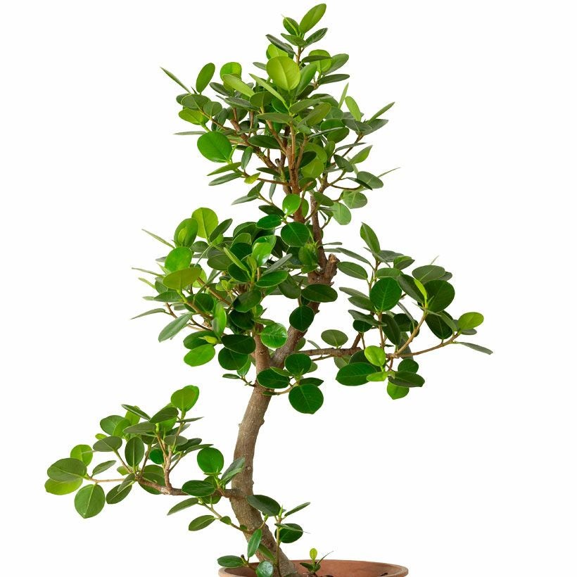 パンダガジュマル「幹曲がり」盆栽風仕立て