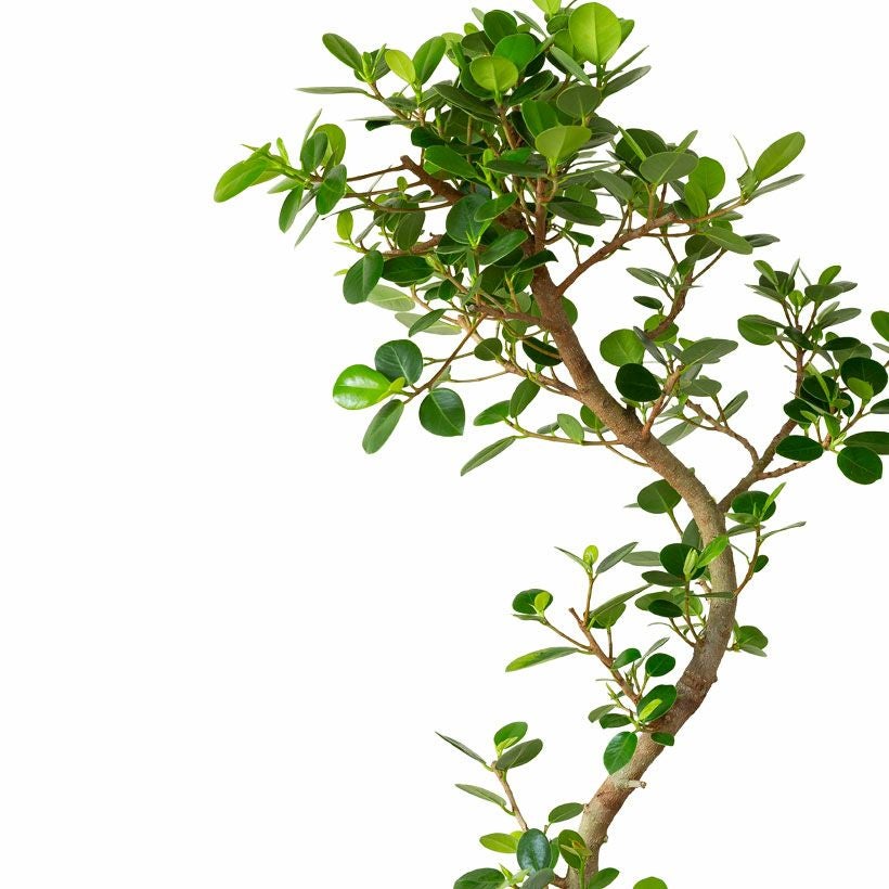 パンダガジュマル「幹曲がり」盆栽風仕立て