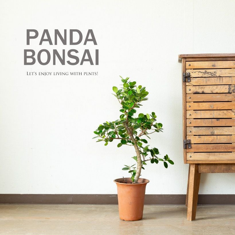 パンダガジュマル「幹曲がり」盆栽風仕立て