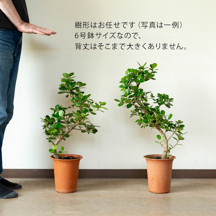 パンダガジュマル「幹曲がり」盆栽風仕立て