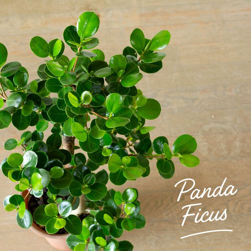 パンダガジュマル「幹曲がり」盆栽風仕立て