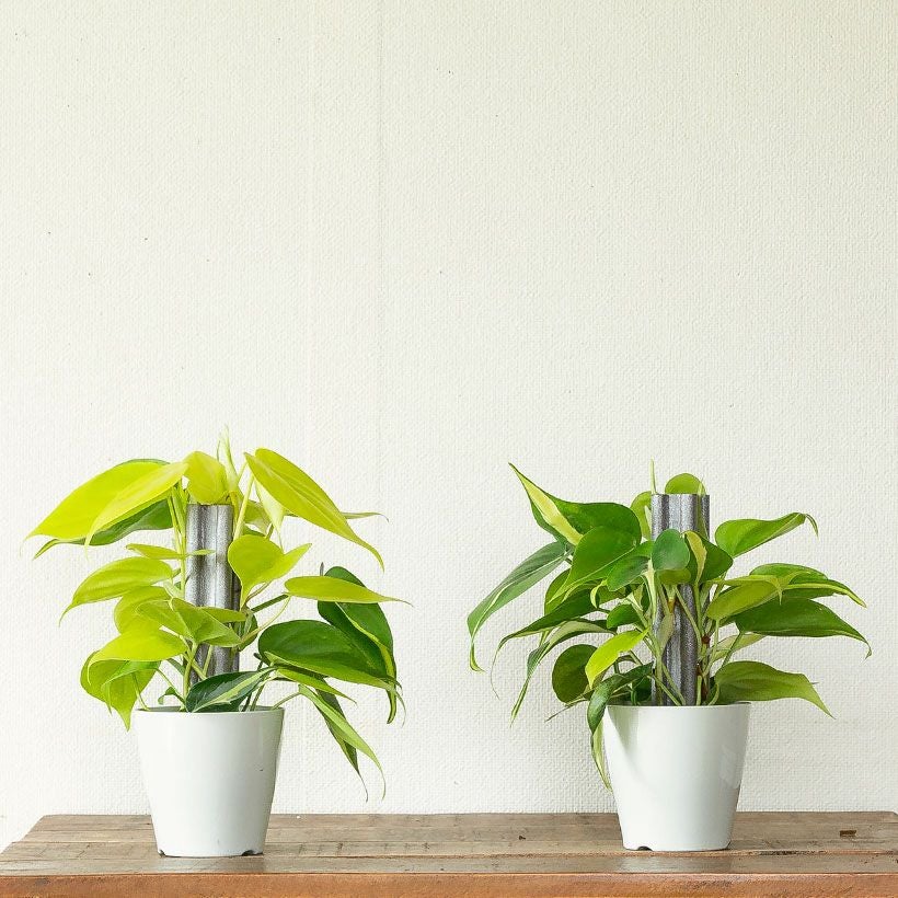 オキシカルジウム｜ネオンやブラジルなど2種をヘゴ付けにし登らせ