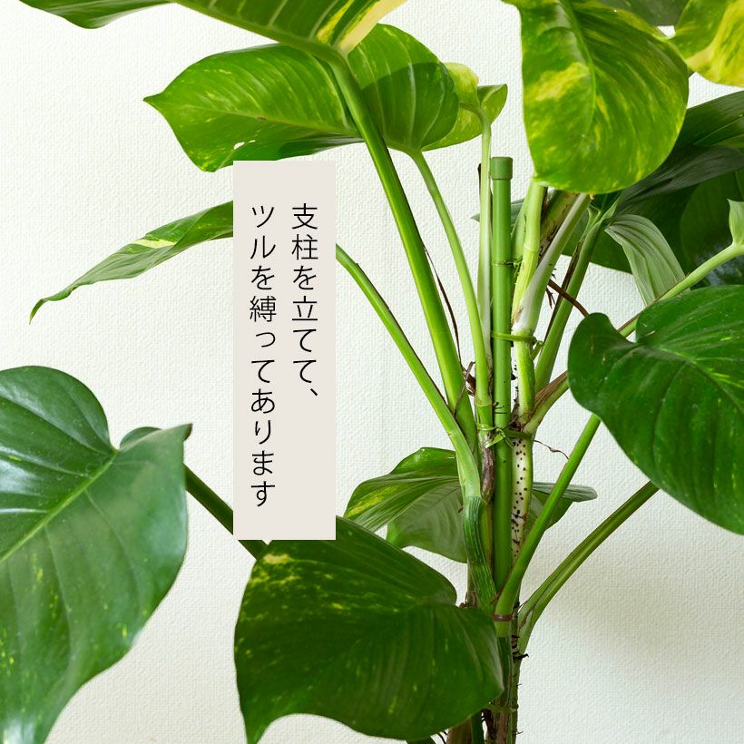 ポトス・グランデ｜幼葉から葉が大きい斑入り品種（育て方付き）