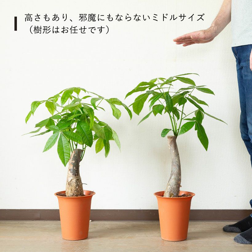 パキラ・グラブラ：幹が太い塊根植物のような側面も