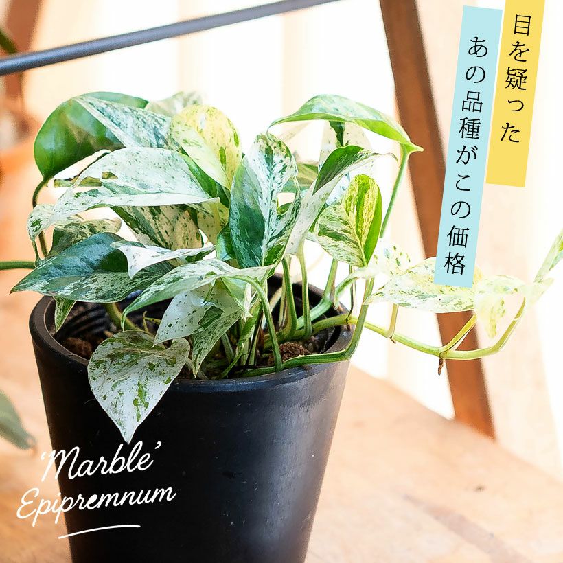 エピプレナム ピナツム マーブル（白斑入りハブカズラ）