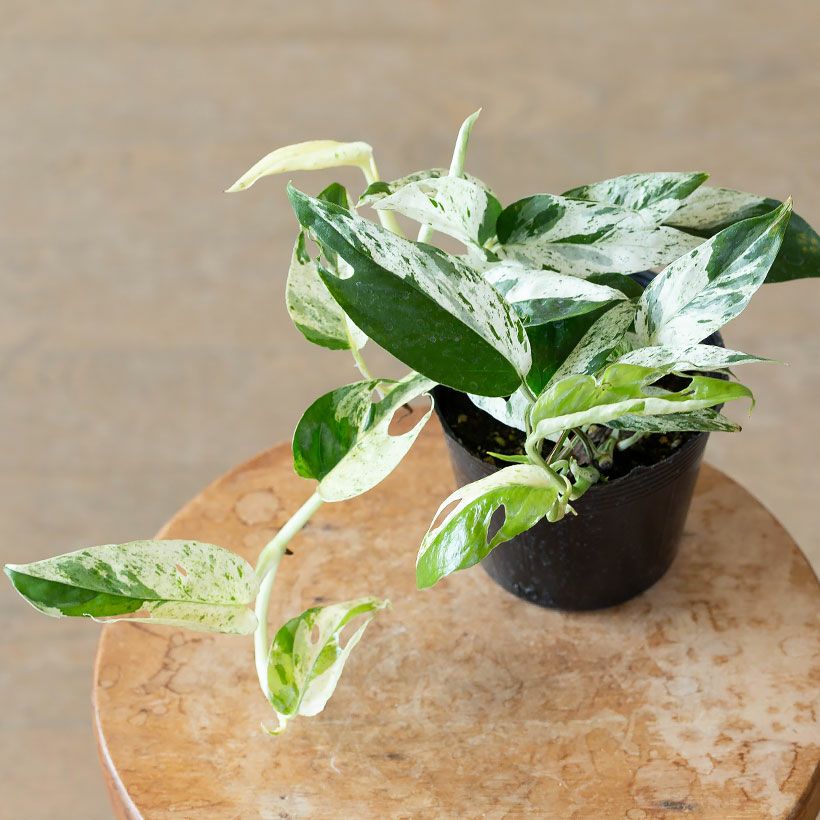 エピプレナム ピナツム マーブル（白斑入りハブカズラ）