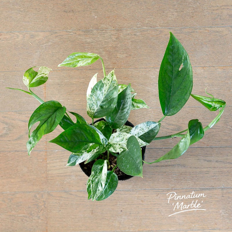 エピプレナム ピナツム マーブルの説明