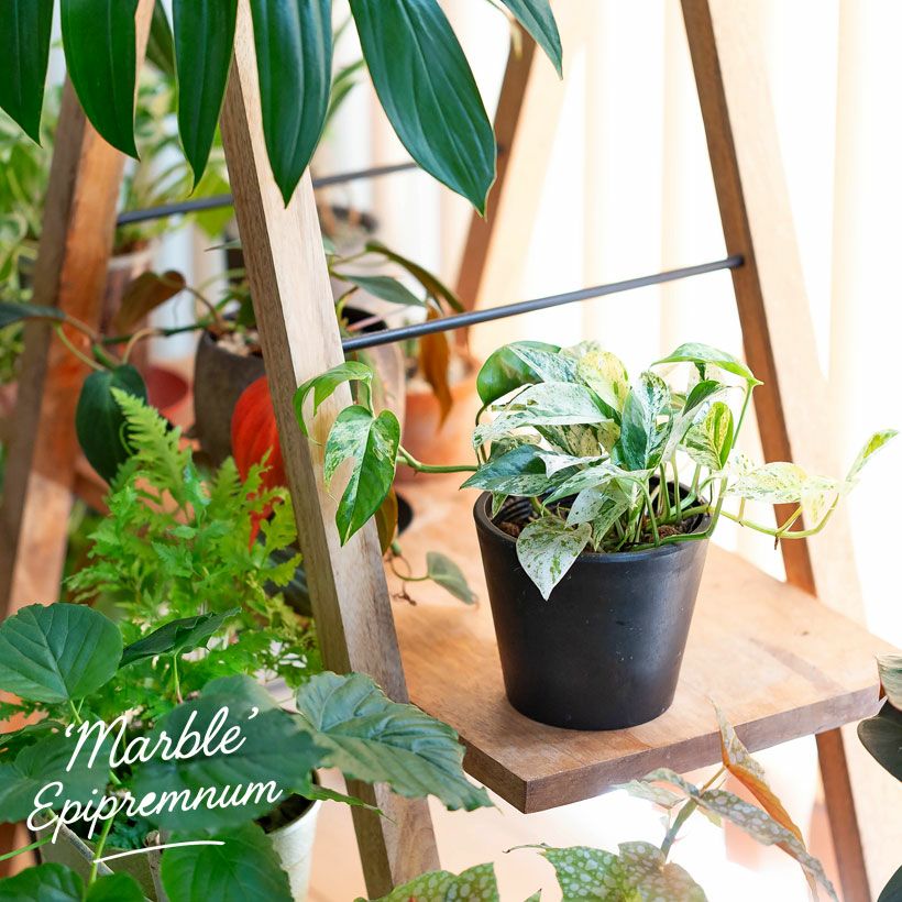 エピプレナム ピナツム マーブル（白斑入りハブカズラ）