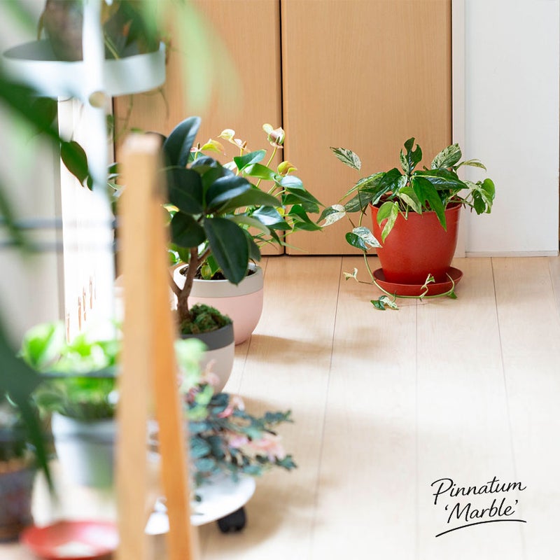 エピプレナム ピナツム マーブルを陶器鉢に