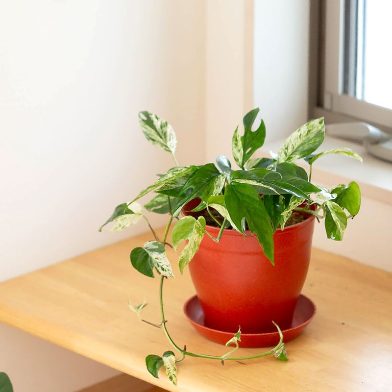 エピプレナム ピナツム マーブル