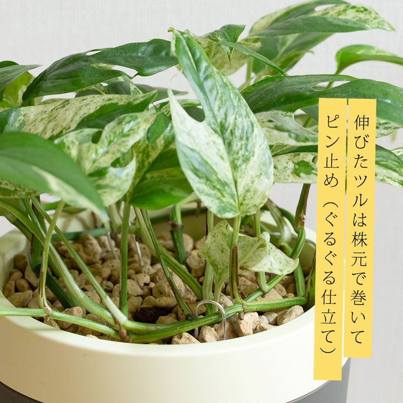 エピプレナム ピナツム マーブルを大きい鉢に植え替え
