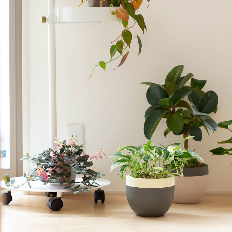 エピプレナム ピナツム マーブル葉