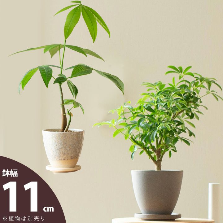 シンプルで素敵。国産の陶器鉢「ほのか」 レビュー | [公式]e-花屋さん本店