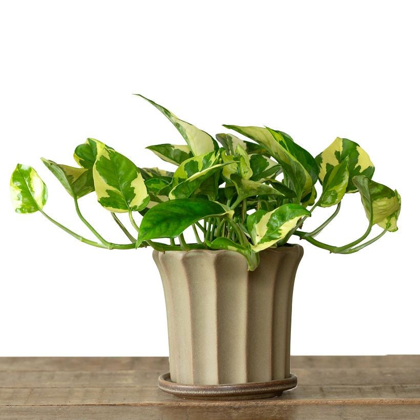 ブラウン（茶色）の陶器鉢：ミニ観葉植物向け