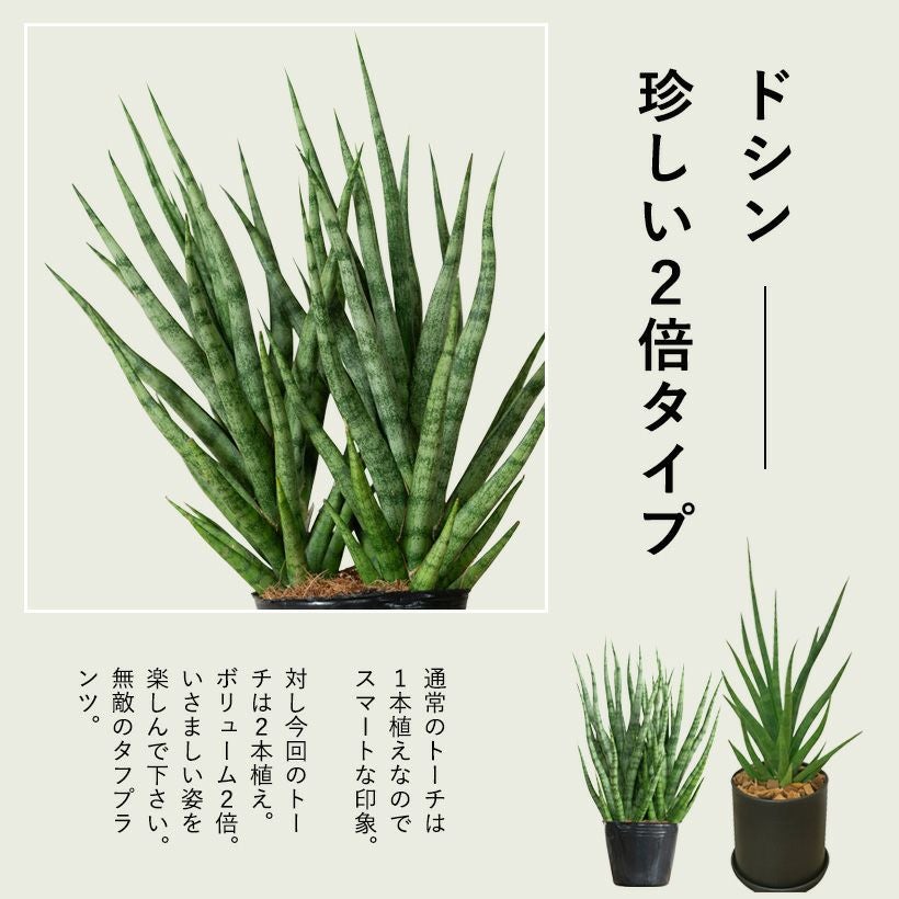 【レア】サンスベリア　グリーンウェッチトーチ　ピングイクラ×スリカトン 園芸ネット本店｜サンセベリア：ステラベルデ（ピングイクラ