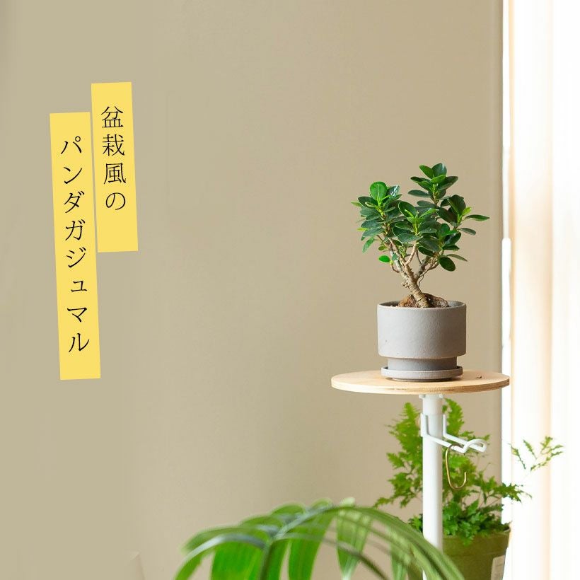 写真で選べる】盆栽風パンダガジュマル | [公式]e-花屋さん