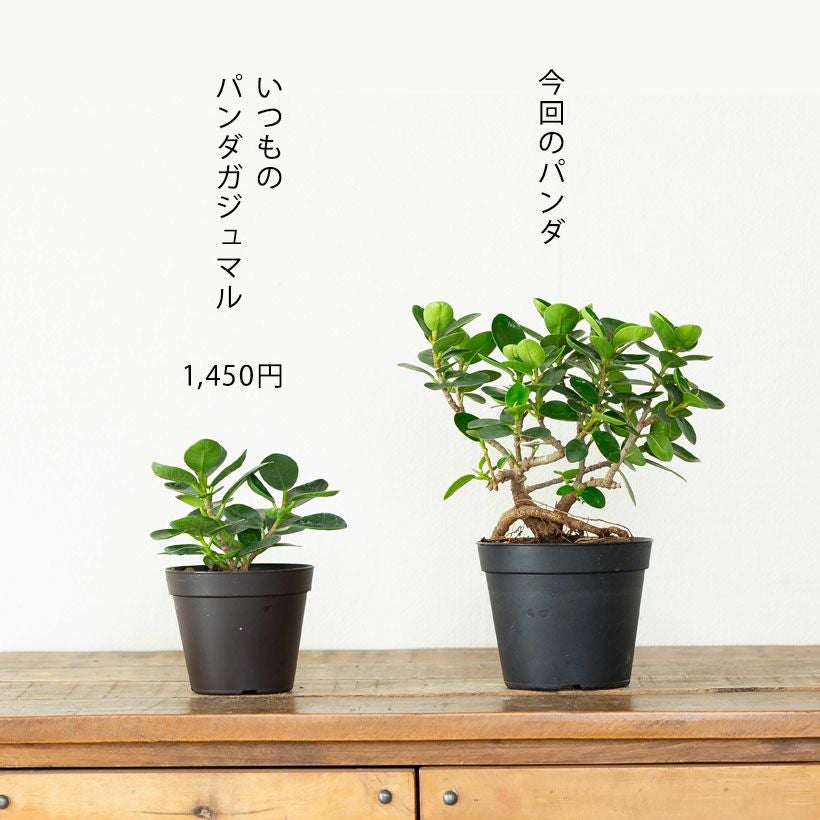 写真で選べる】盆栽風パンダガジュマル | [公式]e-花屋さん