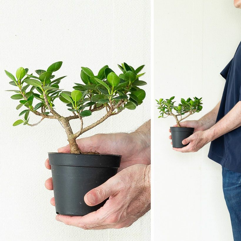 写真で選べる】盆栽風パンダガジュマル | [公式]e-花屋さん