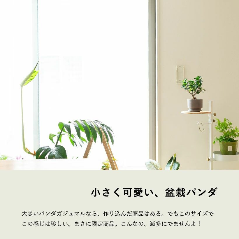 写真で選べる】盆栽風パンダガジュマル | [公式]e-花屋さん