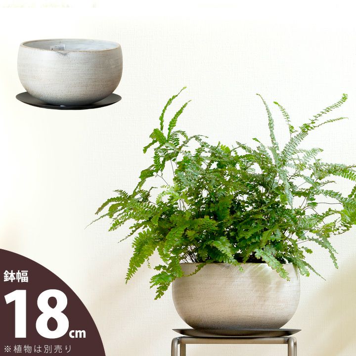 高級感ある浅鉢｜ミニ観葉の寄せ植えに和モダン鉢