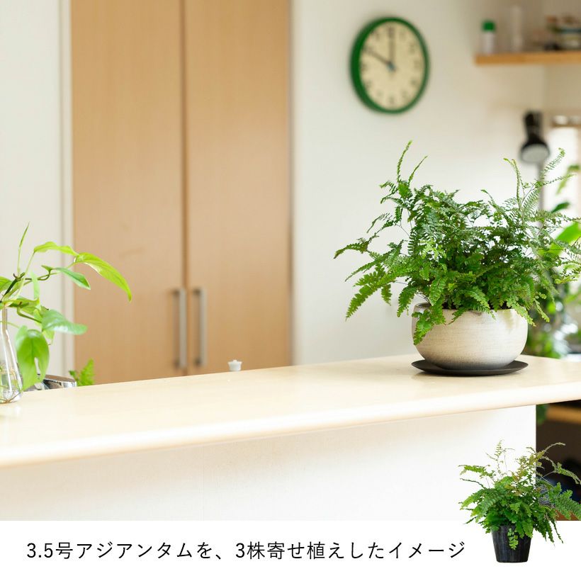 高級感ある浅鉢｜ミニ観葉の寄せ植えに和モダン鉢