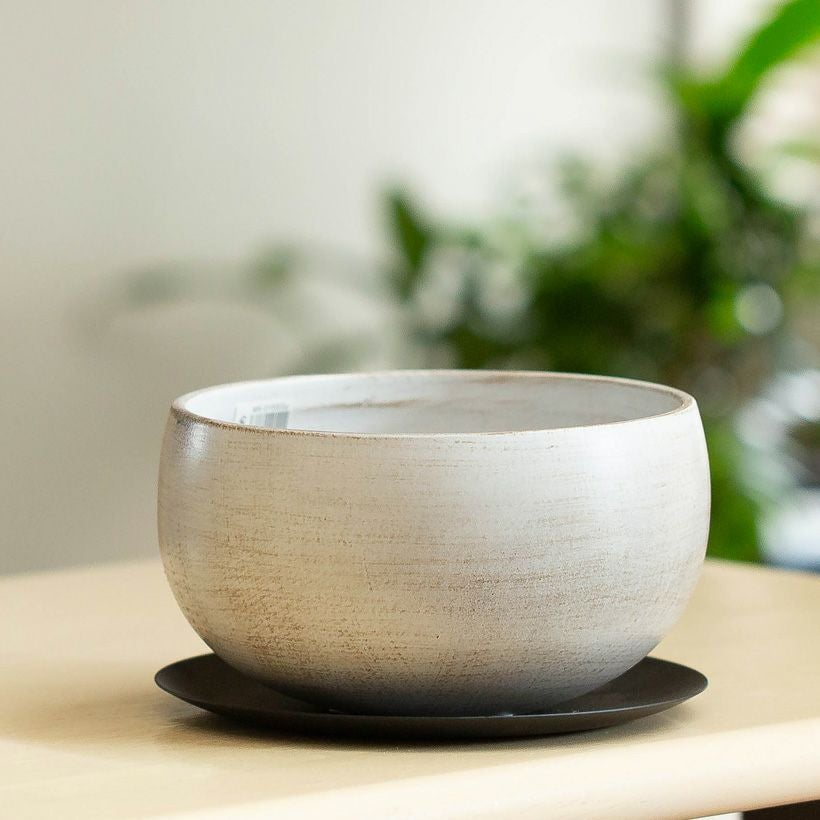 高級感ある浅鉢｜ミニ観葉の寄せ植えに和モダン鉢