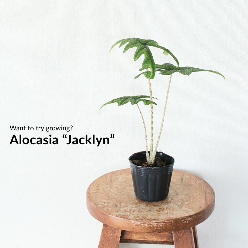 アロカシア・ジャックリン（育て方付き）大きく成長する品種！