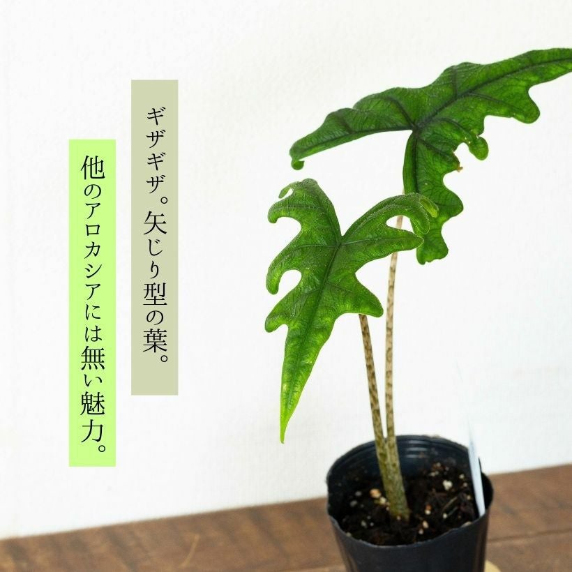 アロカシア・ジャックリン（育て方付き）大きく成長する品種！