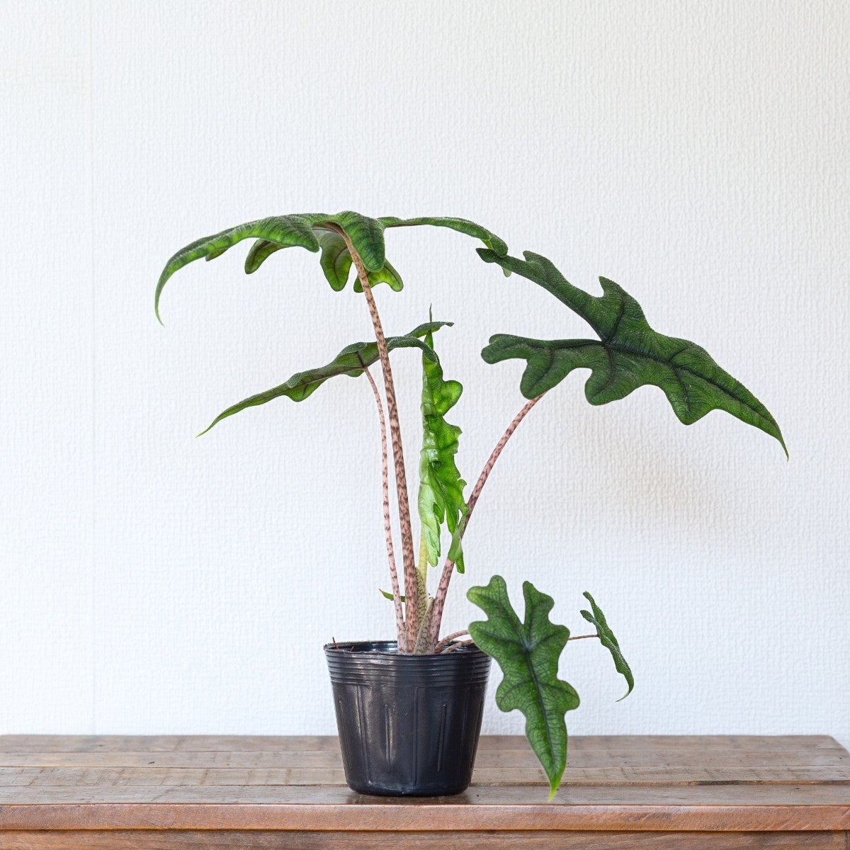 アロカシア・ジャックリン（育て方付き）大きく成長する品種！