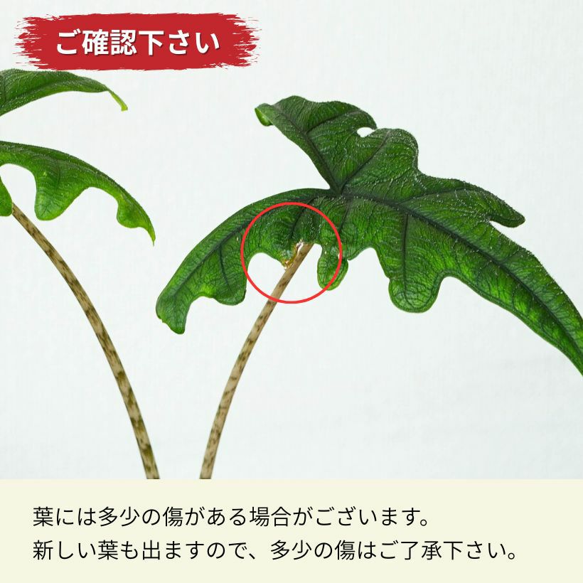 アロカシア・ジャックリン（育て方付き）大きく成長する品種！