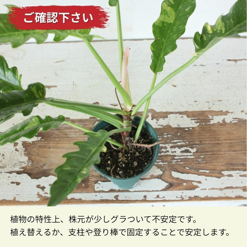 フィロデンドロン・リングオブファイヤー（育て方付）育てやすい斑入り品種
