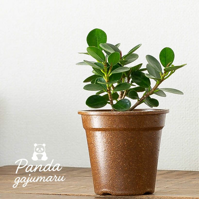 パンダガジュマル育て方（剪定・植え替え）付き｜春秋販売：売切れ時は予約