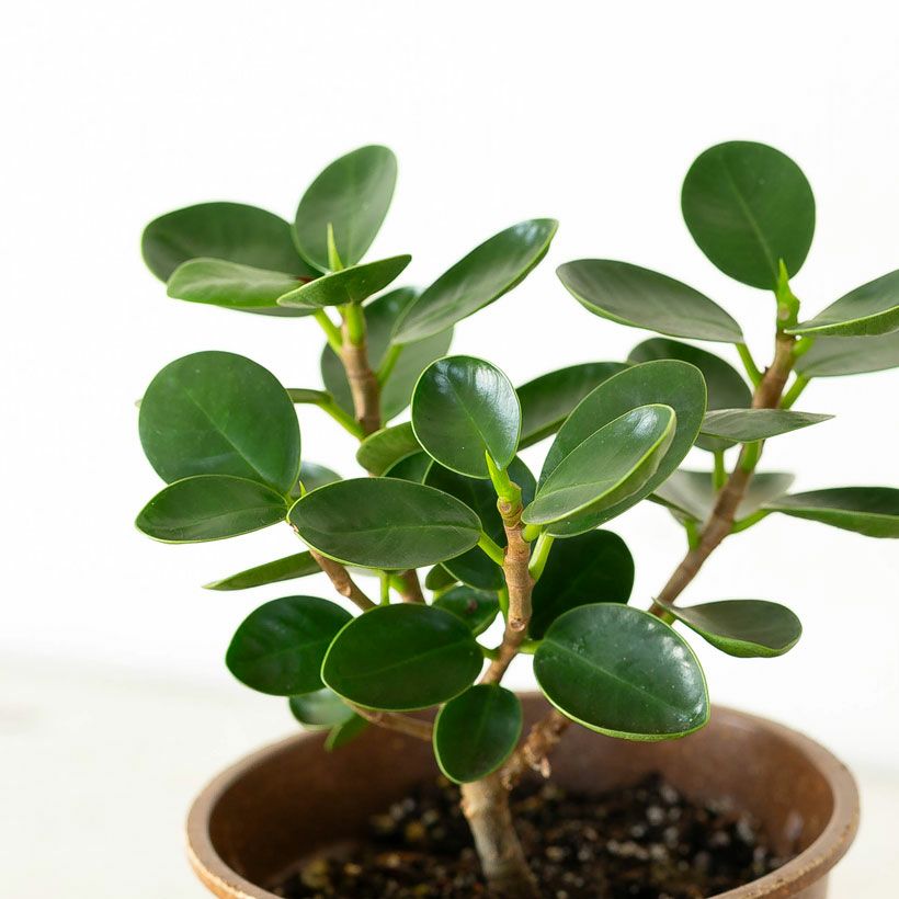 パンダガジュマル育て方（剪定・植え替え）付き｜春秋販売：売切れ時は予約