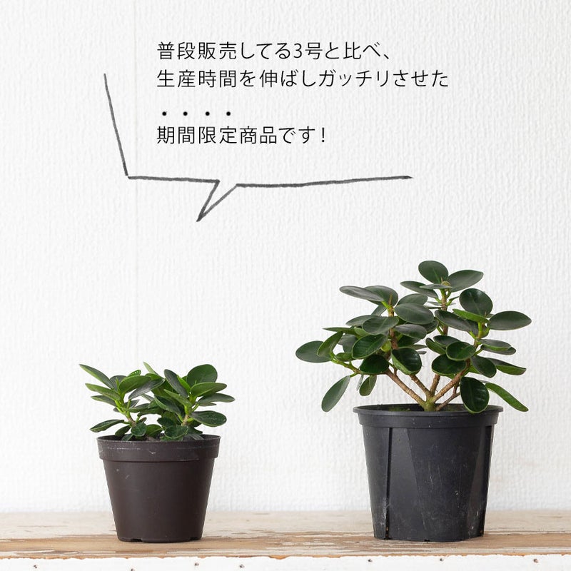 パンダガジュマルを窓際に。光がよく当たる場所が理想です
